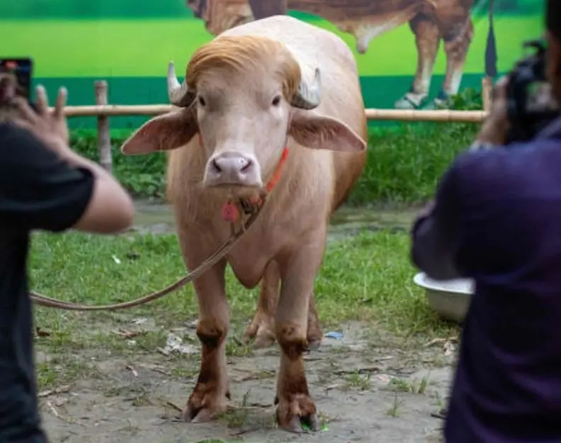 Hair Today, Gone for Eid: Bangladesh’s Viral ‘Donald Trump’ Buffalo Captivates Millions